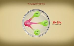 The Science Behind beta-palmitate Influencing Healthy Growth in Children