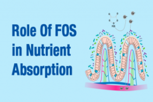 Role of FOS in nutrient absorption