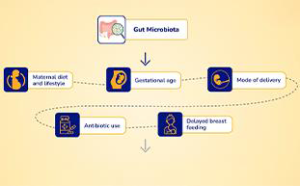 Effect of Synbiotic on the Gut Microbiota of C-Delivered Infants